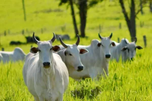 Gado bovino da raça Nelore pastando em área verde