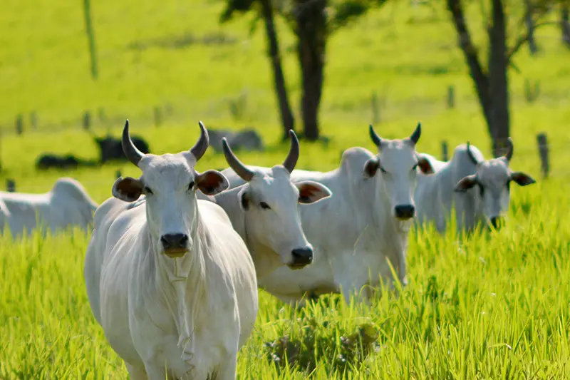 Gado bovino da raça Nelore pastando em área verde