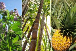 Plantas C3 C4 e CAM