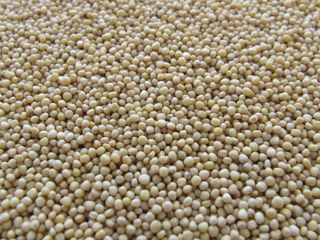 Soja na nutrição
