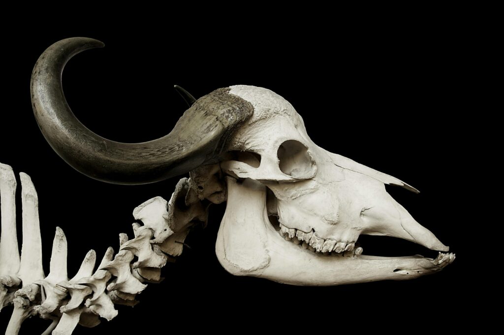Anatomia Animal