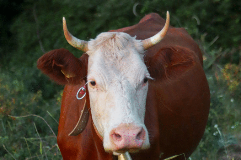 Hormônios reprodução